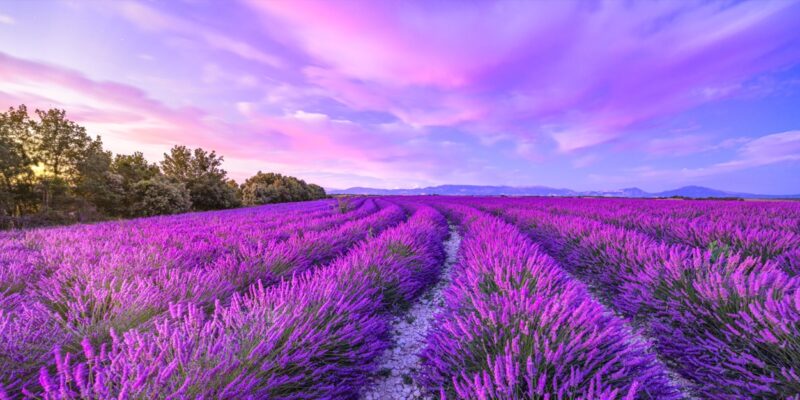 Wonderful nature landscape, amazing sunset scenery with blooming lavender flowers. Moody sky, pastel colors on bright landscape view. Floral panoramic meadow nature in lines with trees and horizon